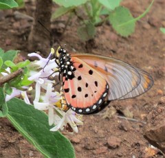 Acraea neobule