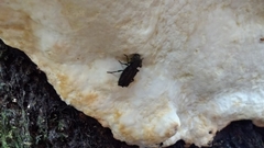 Zopherinae
