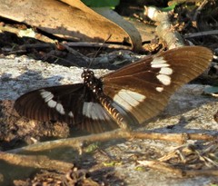 Acraea aganice aganice