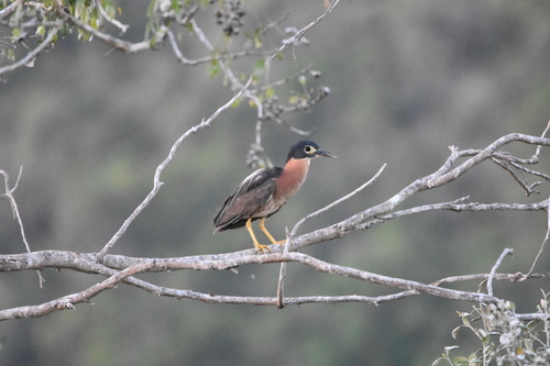 White-backed Night Heron