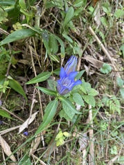 Gentiana scabra buergeri