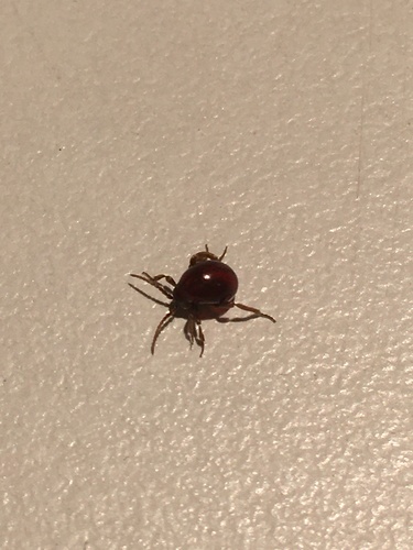 Gibbium psylloides, 2020-10-29