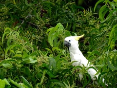 Cacatua sulphurea