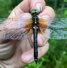 Somatochlora graeseri