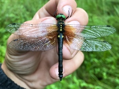 Somatochlora graeseri