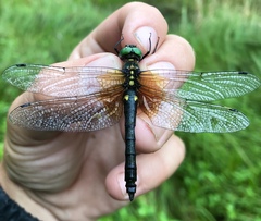 Somatochlora graeseri