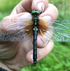 Somatochlora graeseri