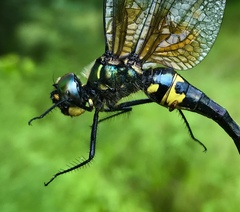 Somatochlora graeseri