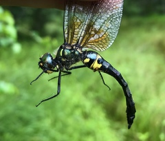 Somatochlora graeseri