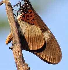 Acraea aganice aganice