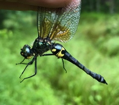 Somatochlora graeseri