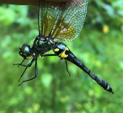 Somatochlora graeseri