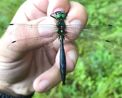 Somatochlora graeseri