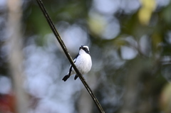 Ficedula westermanni