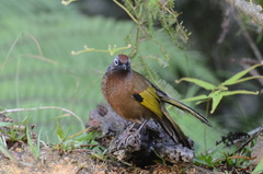 Trochalopteron peninsulae