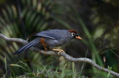 Pterorhinus mitratus