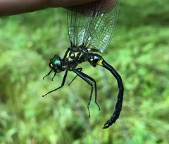 Somatochlora graeseri