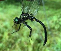 Somatochlora graeseri