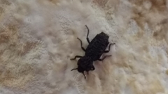 Zopherinae