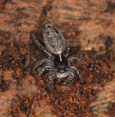 Holoplatys lhotskyi