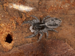 Holoplatys lhotskyi