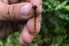 Sympetrum cordulegaster