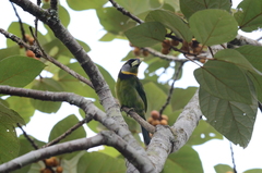 Psilopogon pyrolophus