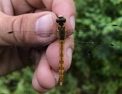Sympetrum cordulegaster