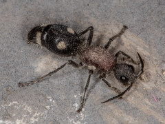 Dolichomutilla sycorax