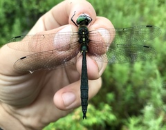 Somatochlora graeseri