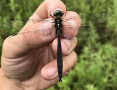 Somatochlora graeseri