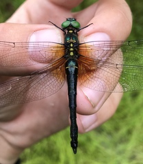 Somatochlora graeseri