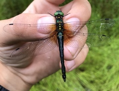 Somatochlora graeseri