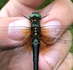 Somatochlora graeseri