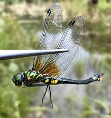 Somatochlora graeseri