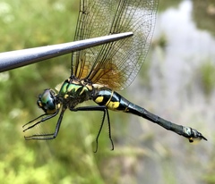 Somatochlora graeseri