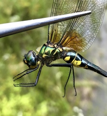 Somatochlora graeseri