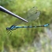 Coenagrion hylas hylas - Photo (c) Владимир Онишко, some rights reserved (CC BY-NC), uploaded by Владимир Онишко