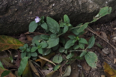 Strobilanthes tetrasperma