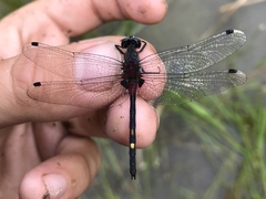 Leucorrhinia orientalis