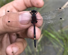 Leucorrhinia orientalis