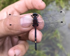 Leucorrhinia orientalis