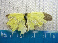Eurema lombokiana