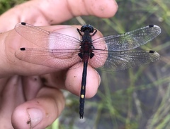 Leucorrhinia orientalis