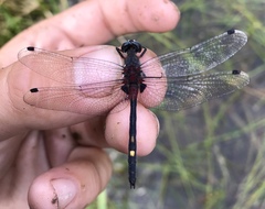 Leucorrhinia orientalis