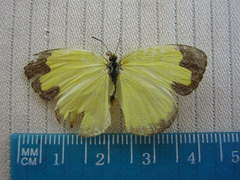 Eurema alitha