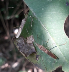 Leptocorisa