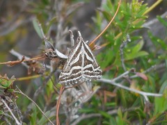 Dichromodes confluaria