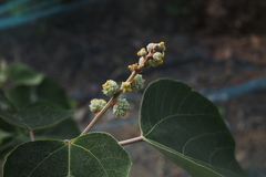 Mallotus apelta