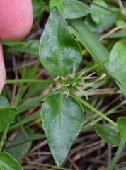 Opercularia ovata